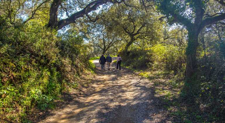 Tour privato dell'allevamento di maiali Dehesa e degustazione di prosciutto iberico Spagna — #5