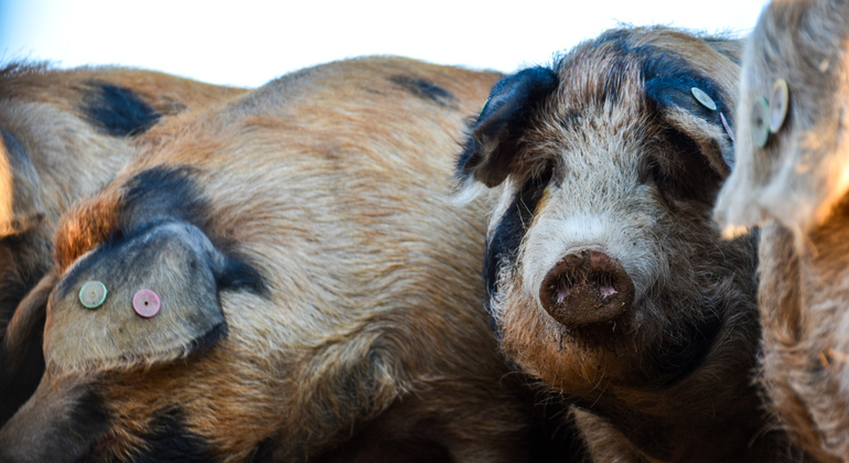 Tour privato dell'allevamento di maiali Dehesa e degustazione di prosciutto iberico Spagna — #7