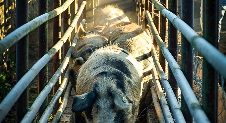 Tour privato dell'allevamento di maiali Dehesa e degustazione di prosciutto iberico Spagna — #8
