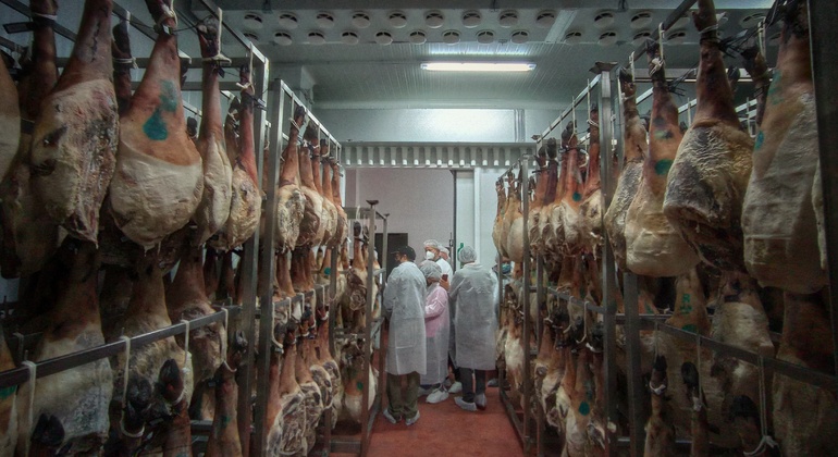 Tour privato dell'allevamento di maiali Dehesa e degustazione di prosciutto iberico Spagna — #10