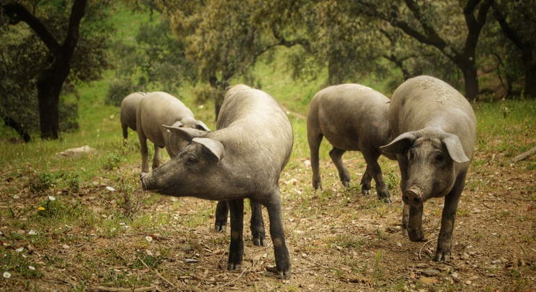 Tour privato dell'allevamento di maiali Dehesa e degustazione di prosciutto iberico Spagna — #11