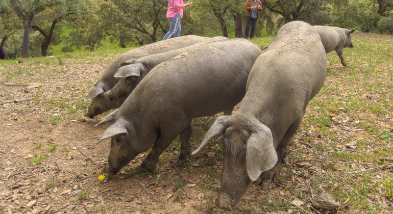 Tour privato dell'allevamento di maiali Dehesa e degustazione di prosciutto iberico Spagna — #13
