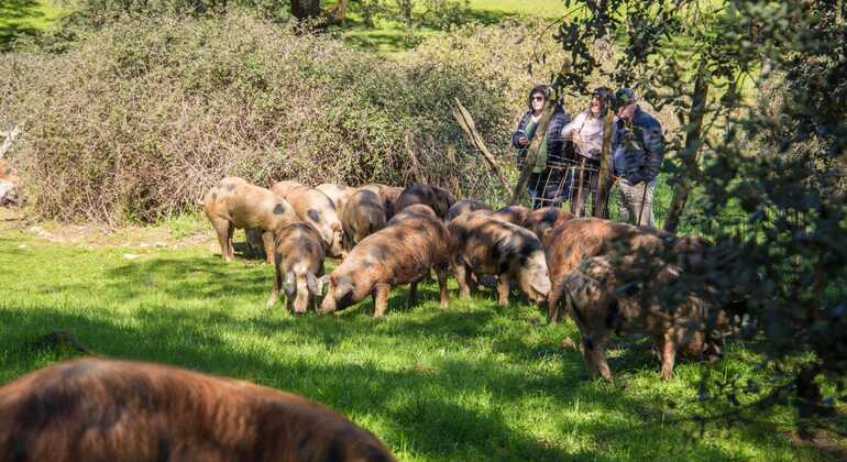 Tour privato dell'allevamento di maiali Dehesa e degustazione di prosciutto iberico Spagna — #14