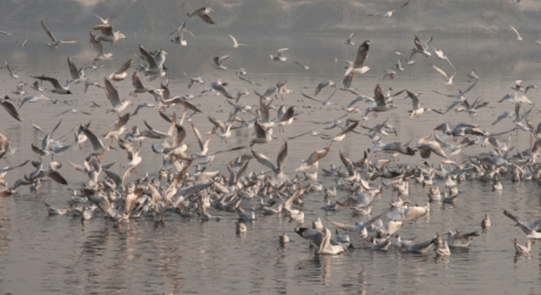 Excursão ao rio Yamuna em Deli, India