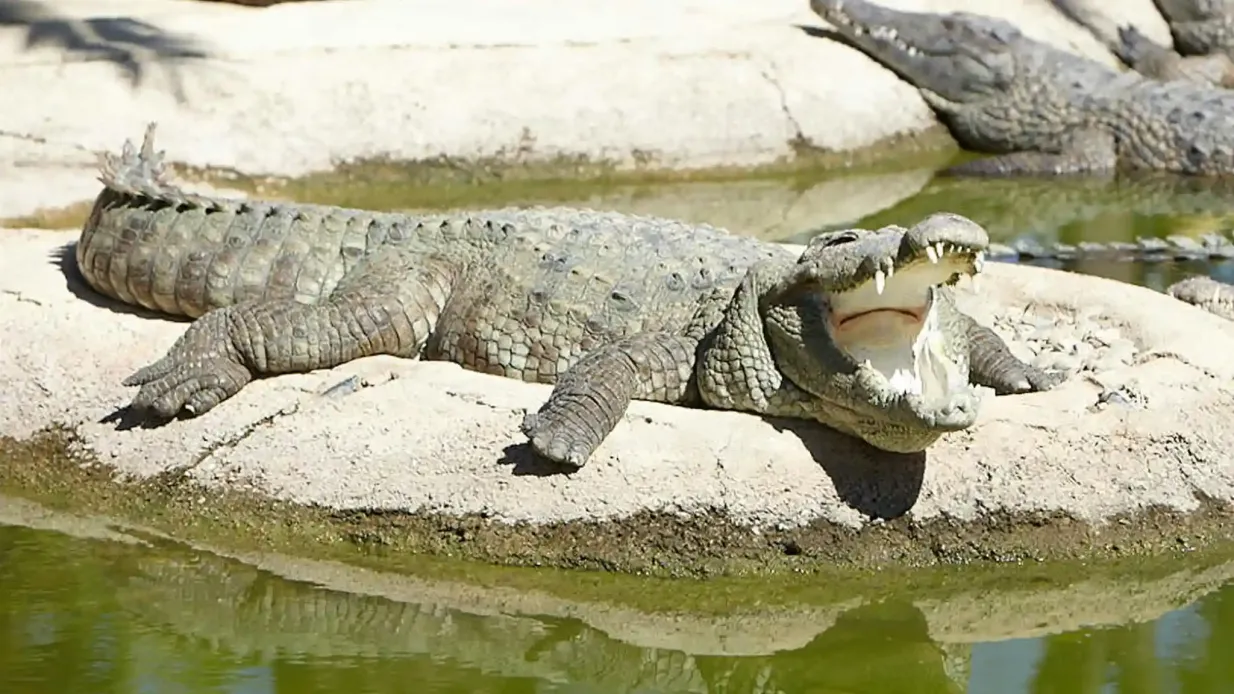 Crocodile Park Torremolinos: Entrada Operado por COCODRILES PARK ALJAIMA, S.L.U.