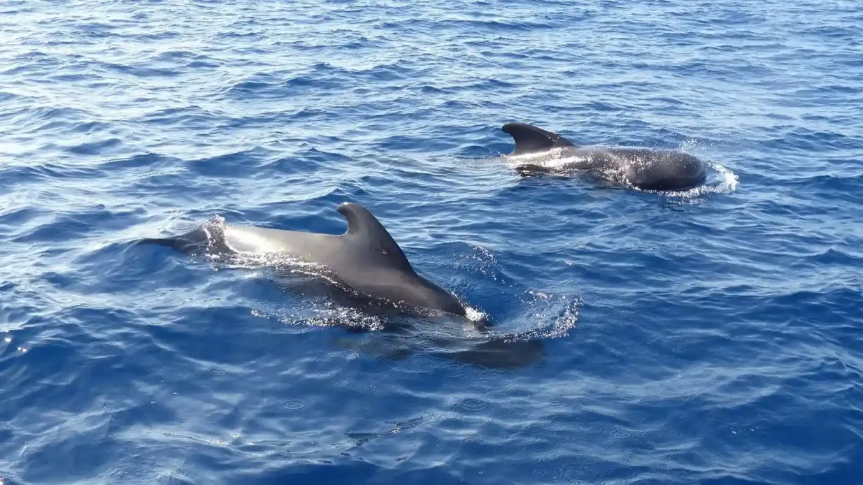 Tenerife: Dolphin & Whale Watching Catamaran Tour + Lunch + Transfers Provided by Maxicat Catamarán