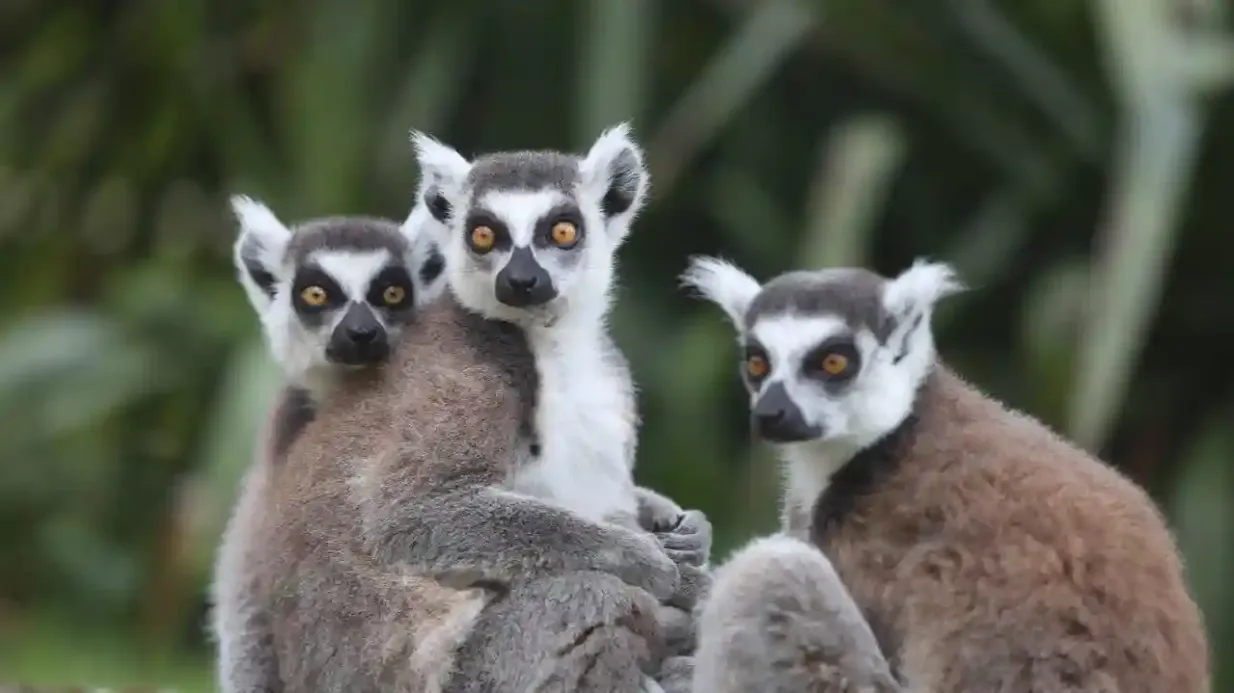 Zoo de Champrépus: Entry Ticket Provided by Tiqets International B.V.