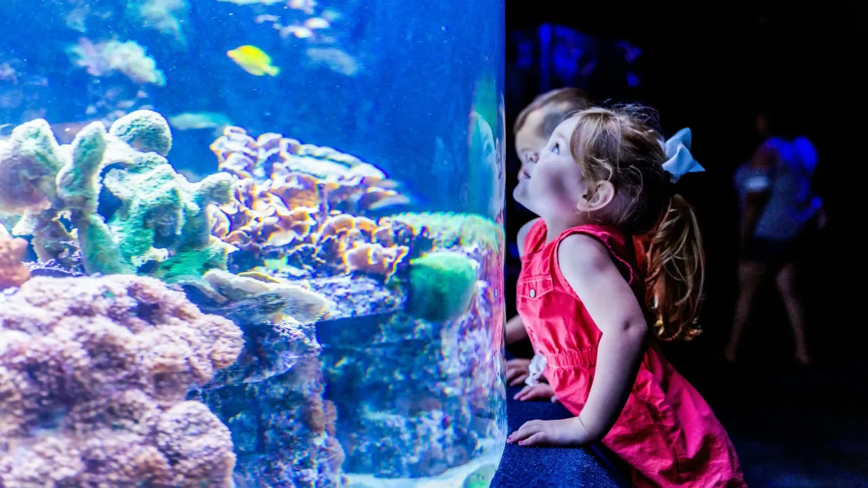 Myrtle Beach: Ripley's Aquarium + 2 Attractions Provided by Tiqets International B.V.