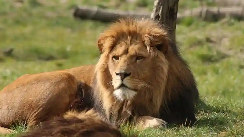 ZooParc Overloon: Entry Ticket Provided by ZooParc Overloon