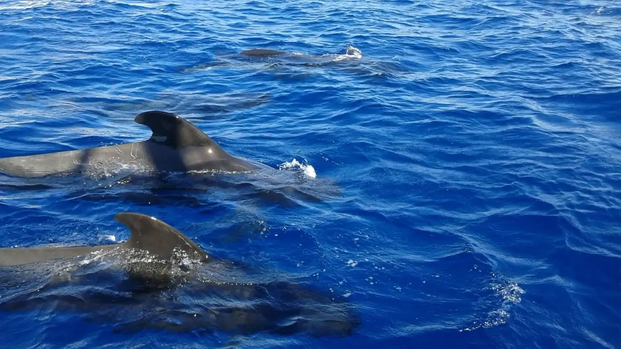 Los Cristianos: Guided Whale Watching Cruise Provided by Marítima Ludo Mar, S. L.
