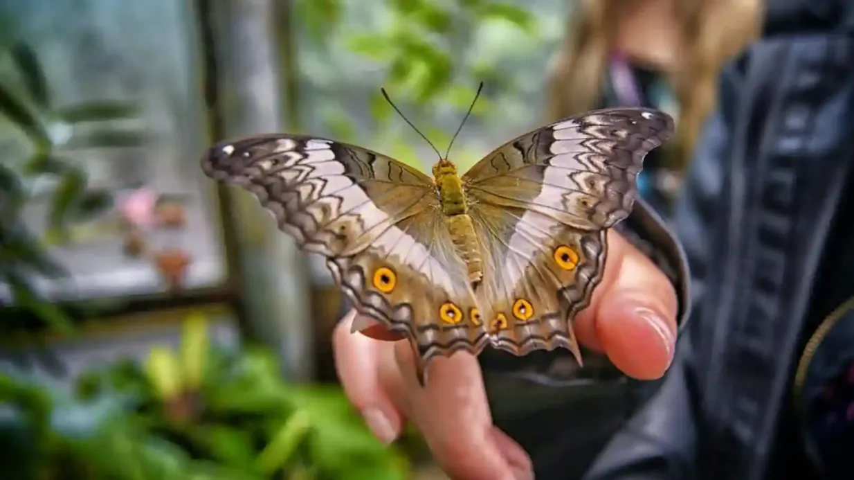 Dubai Butterfly Garden: Entry Ticket