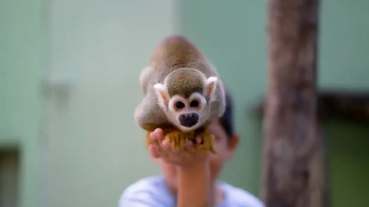 Akumal Monkey Sanctuary & Rescued Animals: Tour guiado Operado por Aning S.A de C.V