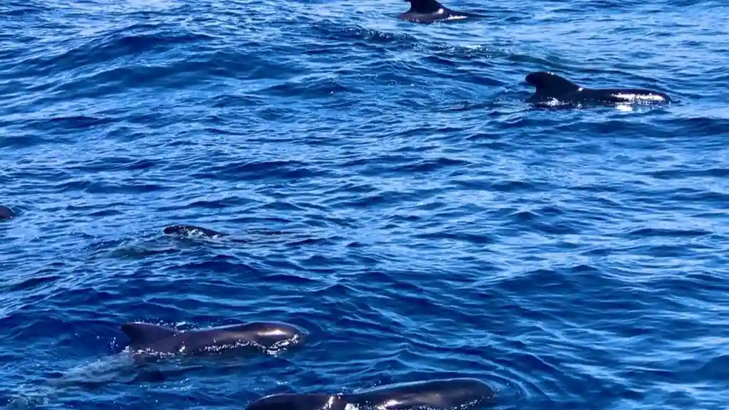 Los Cristianos: Guided Yacht Cruise + Whale Watching + Lunch Provided by Marítima Ludo Mar, S. L.