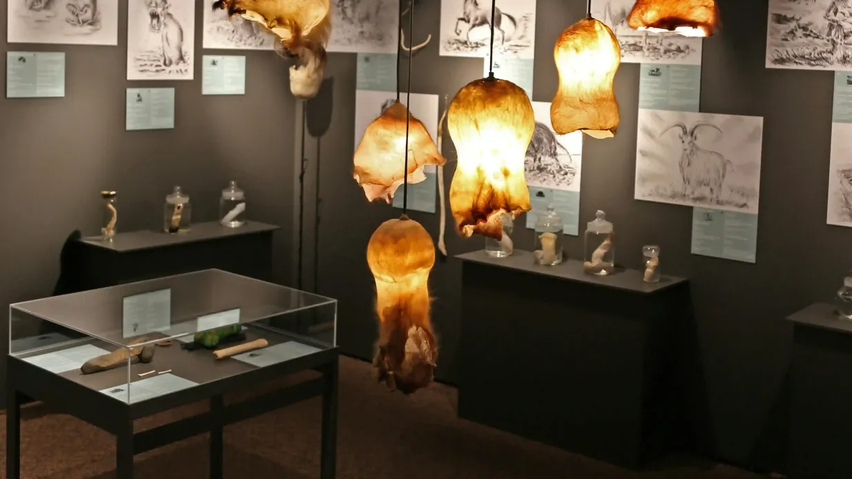 Museo fallologico: Biglietto d'ingresso