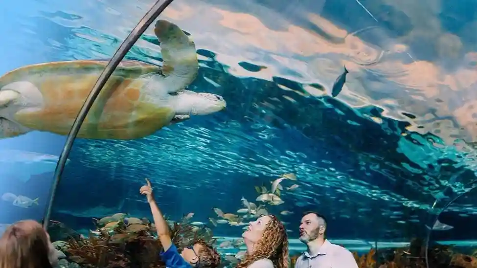 Ripley's Aquarium Gatlinburg + 2 or 3 Attractions Provided by Tiqets International B.V.