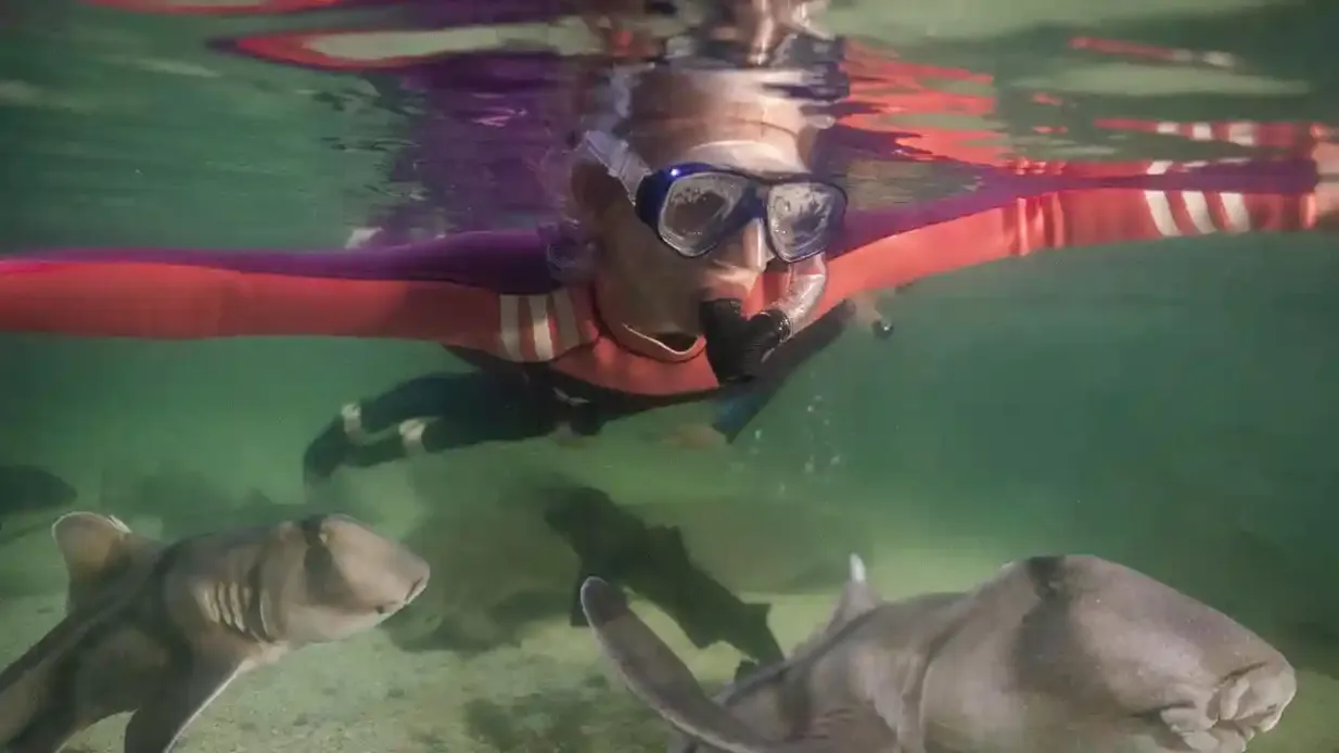 Irukandji Shark & Ray Rencontres Fournie par Irukandji Shark & Ray Encounters