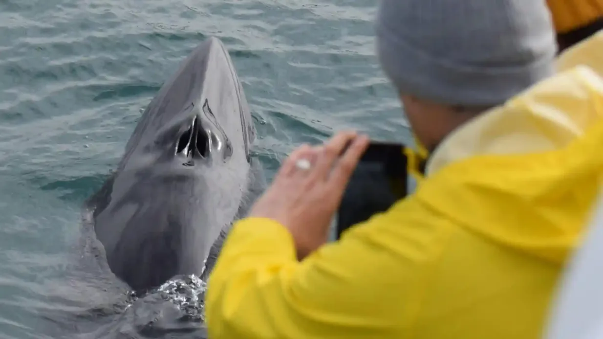 Whale Watching Bereitgestellt von Friends of Moby Dick