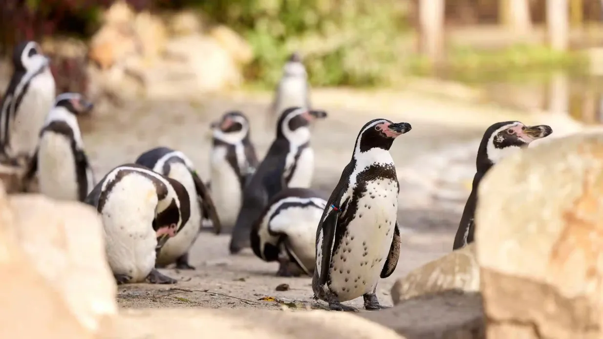 Eindhoven Zoo Provided by Eindhoven Zoo