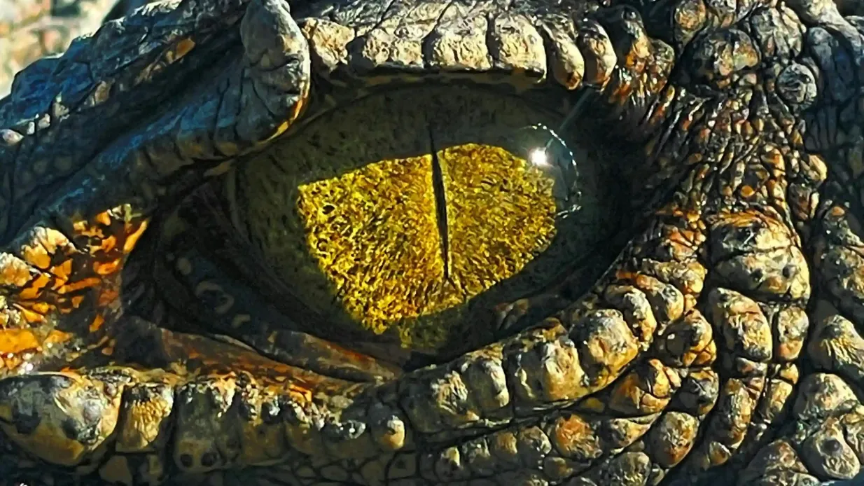 Ferme aux crocodiles de Koorana : Visite guidée Fournie par Koorana Crocodile Farm