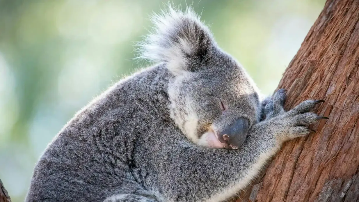Sanctuaire des koalas de Port Stephens Fournie par Port Stephens Council