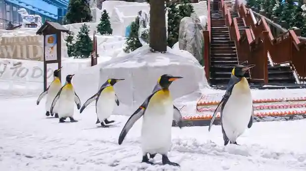 Ski Dubai : Billet d'entrée au parc à neige