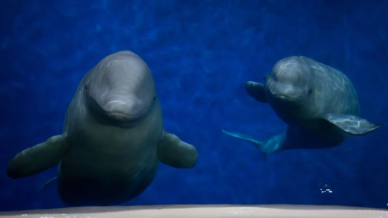 Sea Life Trust Beluga Whale Sanctuary: Salvataggio e acquario delle pulcinelle di mare Fornito da SEA Life Trust Beluga Whale Sanctuary