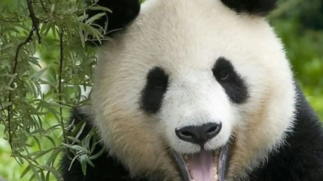 Vienne : transfert en train du Tirolerhof et du zoo de Schönbrunn