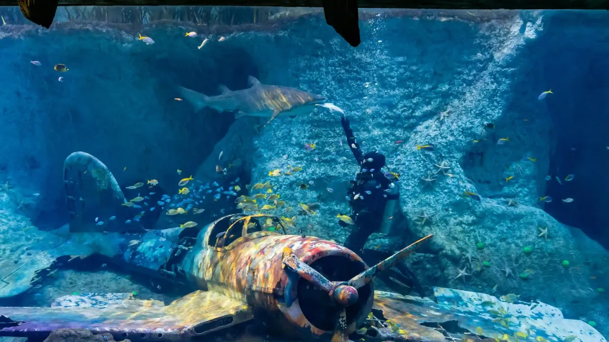 L'Acquario Nazionale di Abu Dhabi: Biglietto d'ingresso