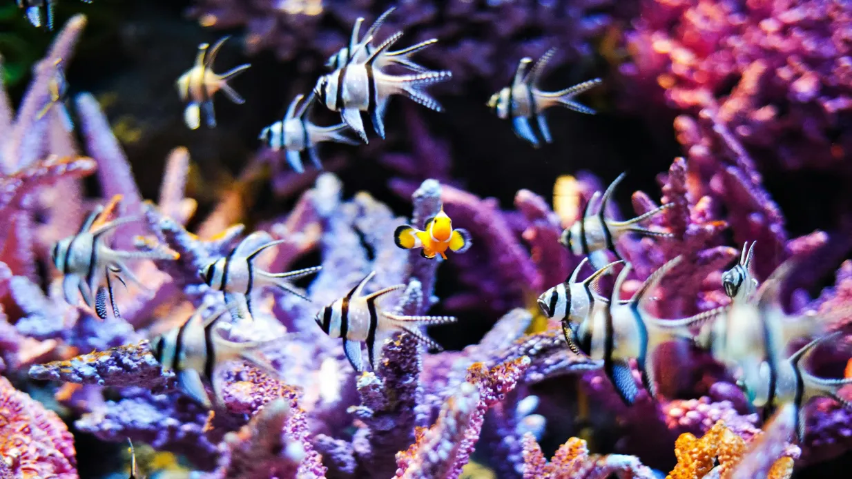 SEA LIFE Bangkok Ocean World: bilhete de entrada