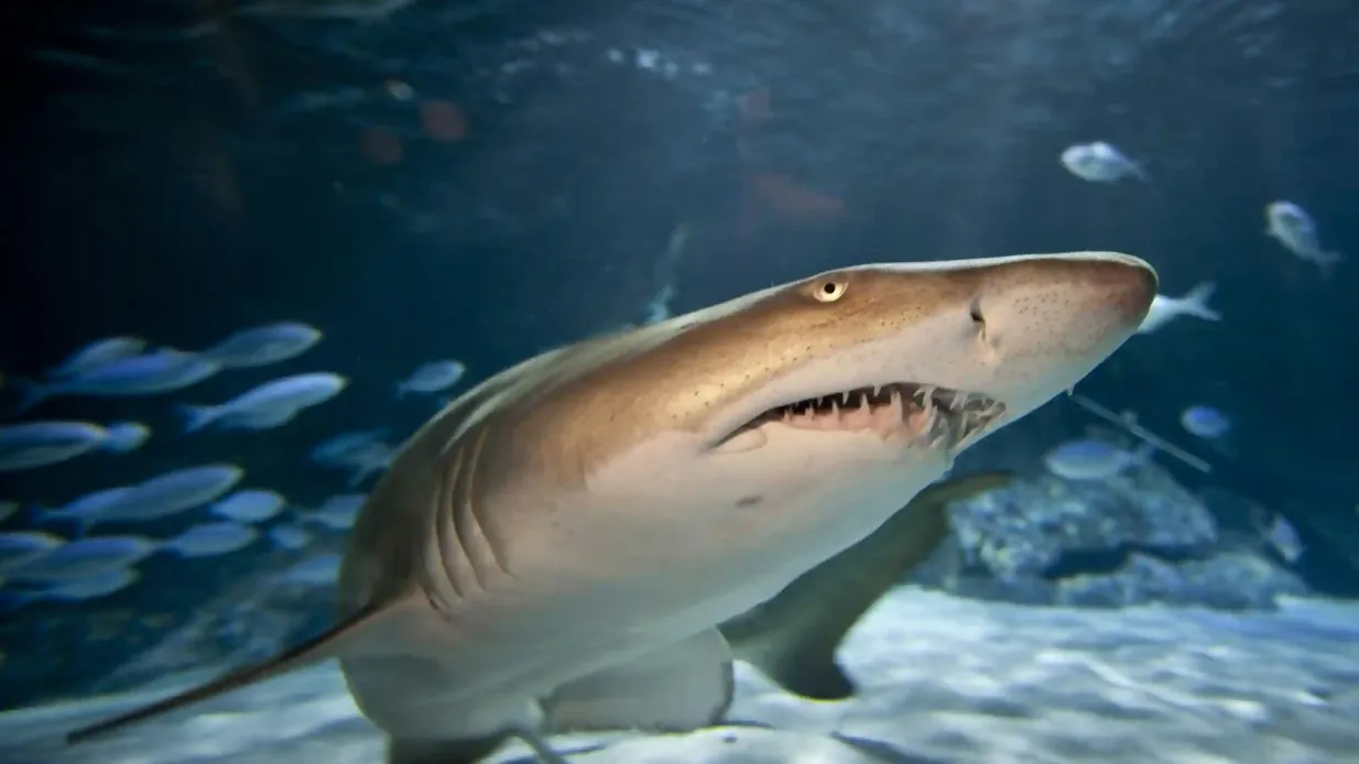 SEA LIFE Aquário de Kelly Tarlton: bilhete sem filas