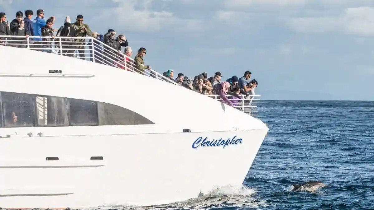 Long Beach: Bootstour zur Beobachtung von Walen und Delfinen Bereitgestellt von Harbor Breeze Cruises