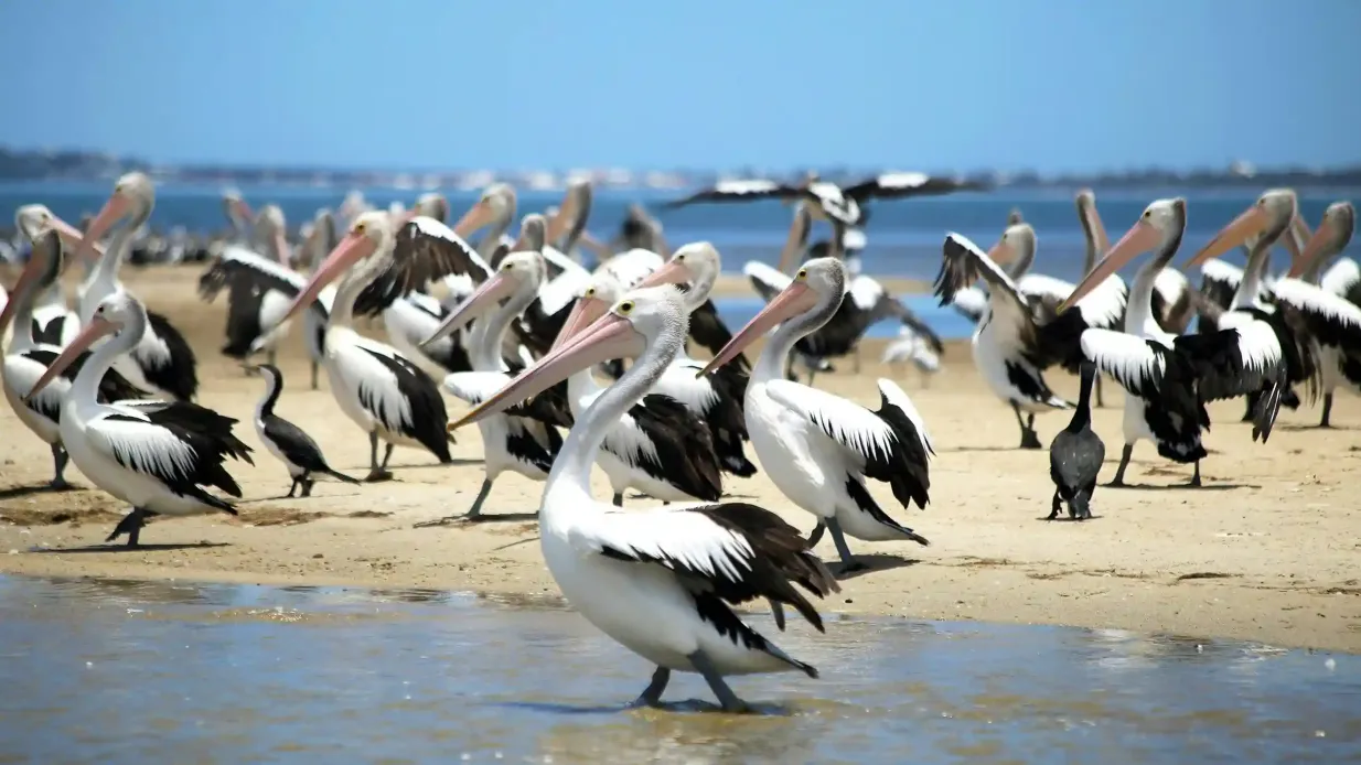 Mandurah : Croisière pour les dauphins et panoramas Fournie par Sea West WA Pty Ltd