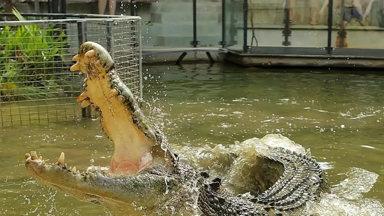 Hartley's Crocodile Adventures: Billet d'entrée Fournie par Hartley's Crocodile Adventures