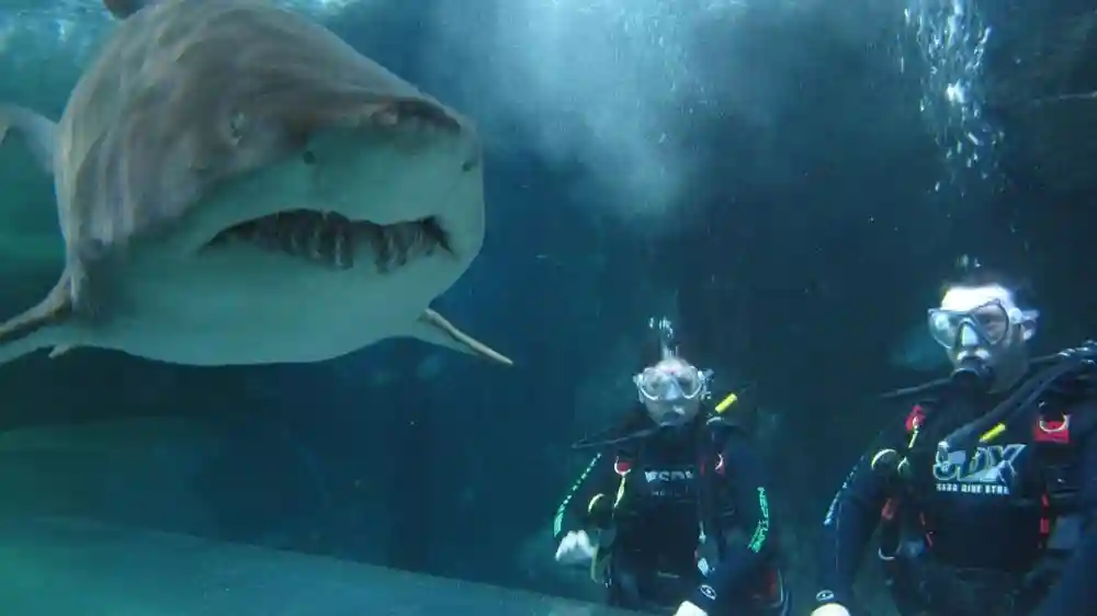 SEA LIFE Sydney Aquarium: Hai-Tauchgang Xtreme