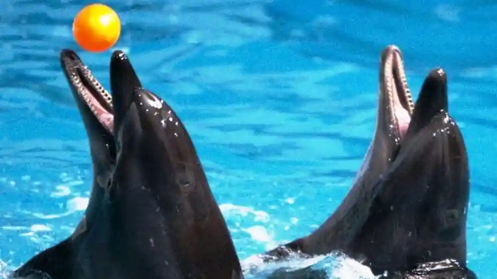 Delfinario de Dubai: Espectáculo de delfines y focas