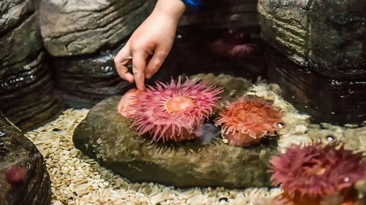 SEA LIFE San Antonio: bilhete de entrada