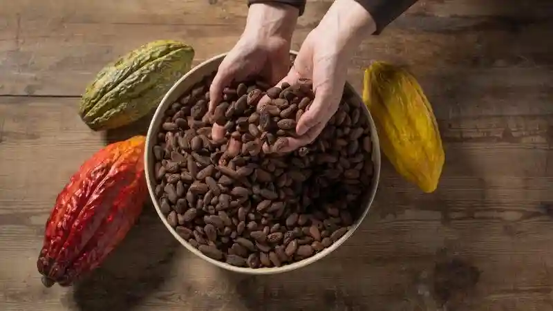 Simón Coll Chocolate Experience: Guided Visit Provided by CHOCOLATES SIMÓN COLL SA