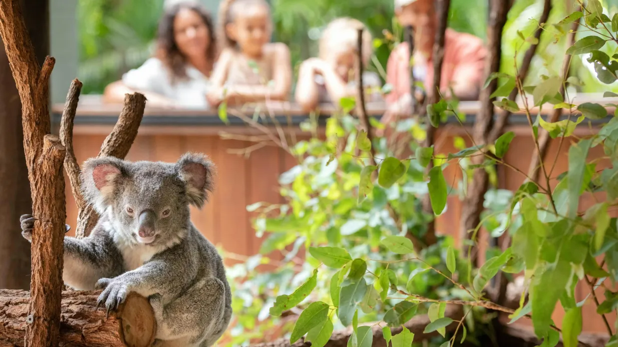 Zoológico da Austrália: Entrada + traslado de Brisbane Organizado por Croc Tours