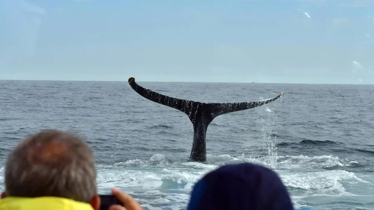 Skjálfandi: Geführte Walbeobachtungstour ab Húsavík Bereitgestellt von Gentle Giants Whale Watching