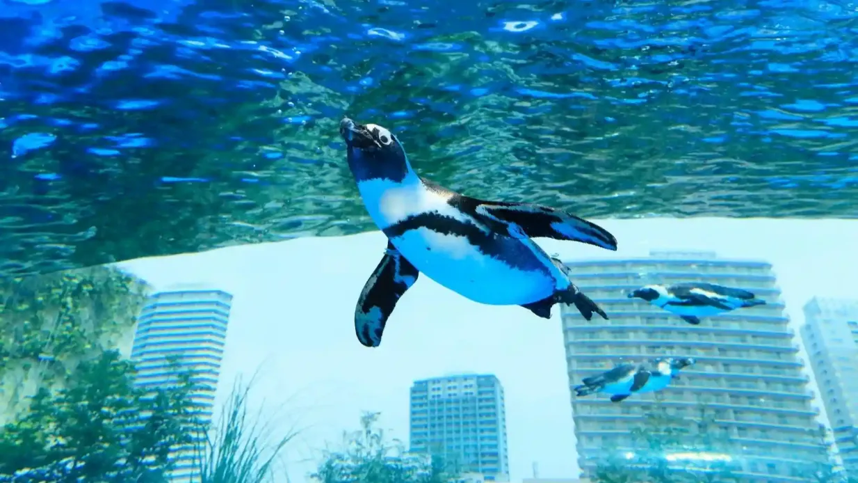 Aquarium Sunshine : Billet d'entrée