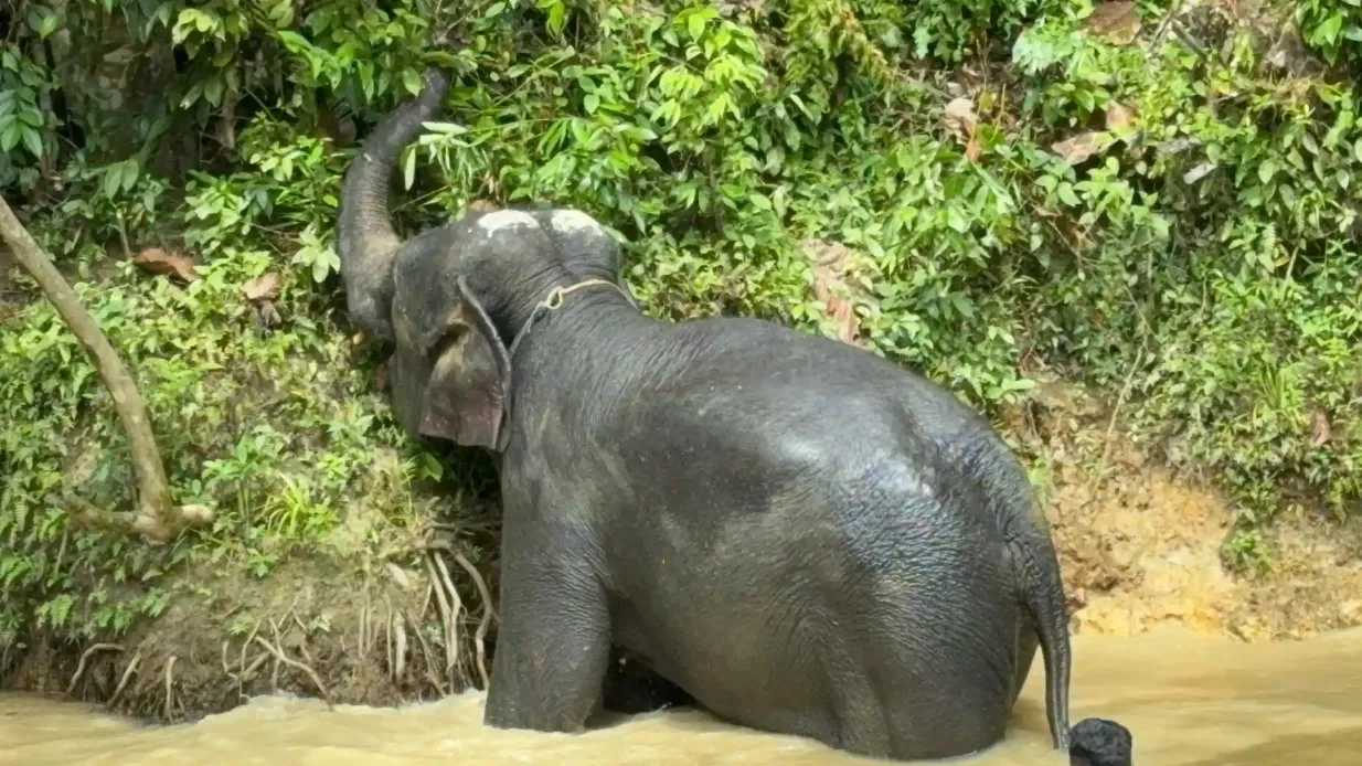 Kuala Gandah Elephant Sanctuary: Lunch + Transfers Provided by Ivy Holidays Sdn Bhd