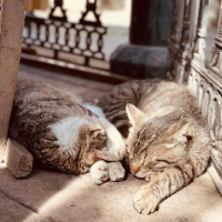 Cats &mdash; Guía del Bakú Gran Descubrimiento Free Tour: Lugares de interés, historias, comida y vino, Azerbaiyán