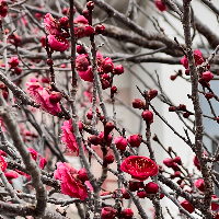 Ayako &mdash; Guide of History of Hiroshima Walking Tour, Japan